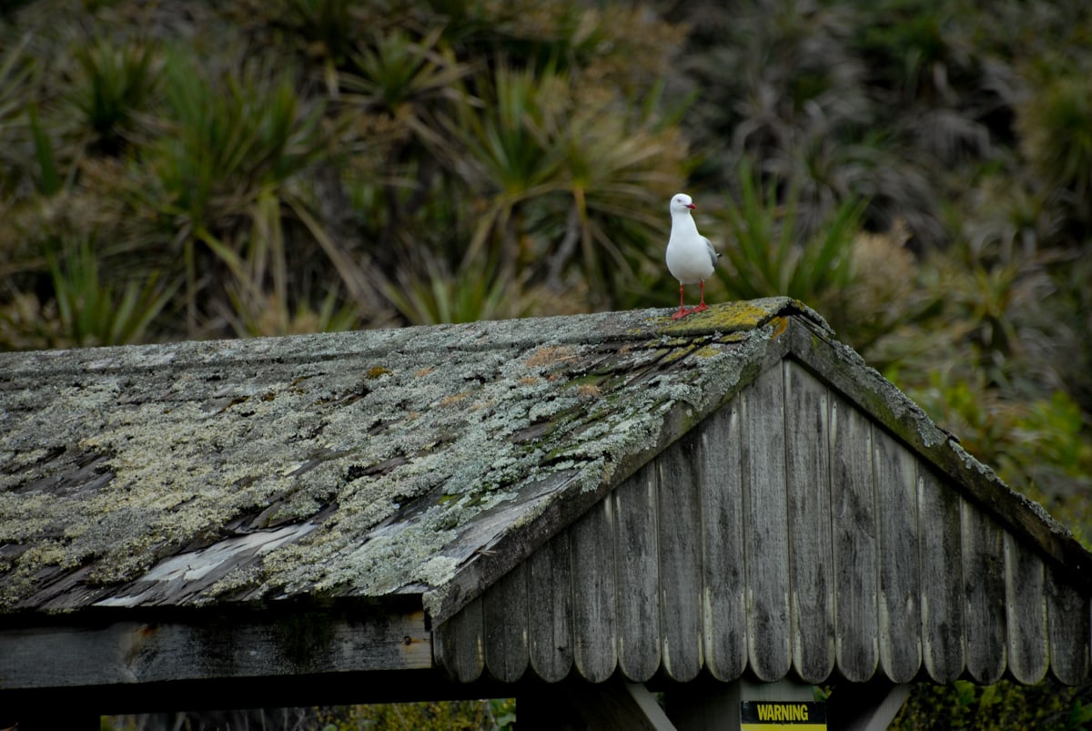 Scott: It's just a seagull, but it's a pretty one.