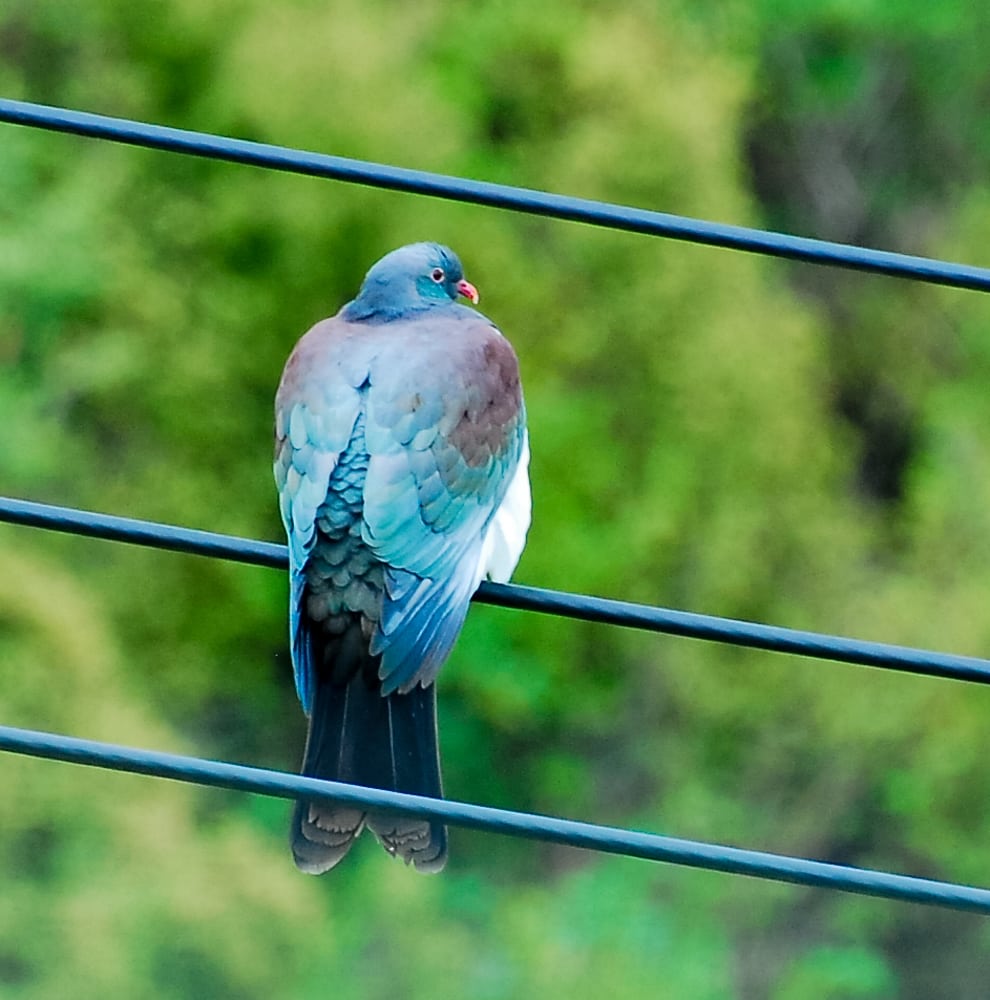 Elisse: Ooh, see that bird on the line? That must be the pigeon on steroids that And y was telling us about! Scott: Ooh! Don't move, don't move! Future us: A kereru!