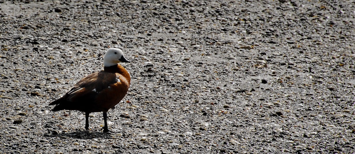 15F - Waiheke - Oct 31 (14 of 19)