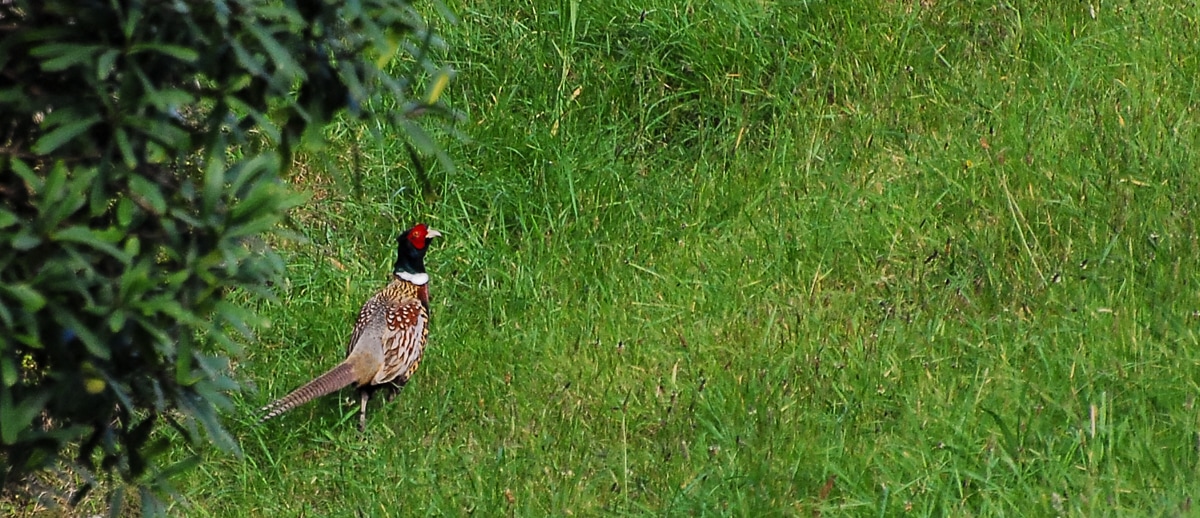 Elisse: Is that a pheasant? Scott: Can't tell, taking a photo!