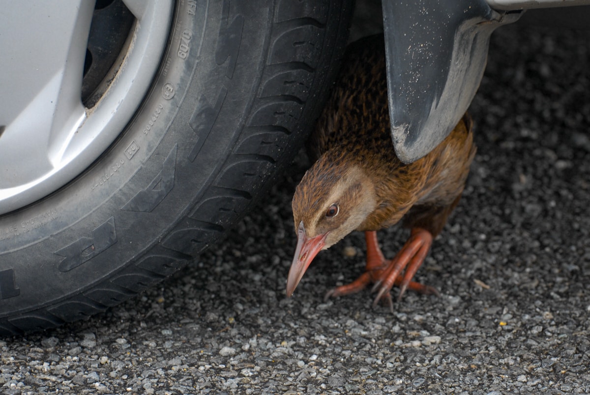 Elisse: Hi weka weka weka Scott: I can't believe I didn't get a photo of him with his head in our exhaust pipe.