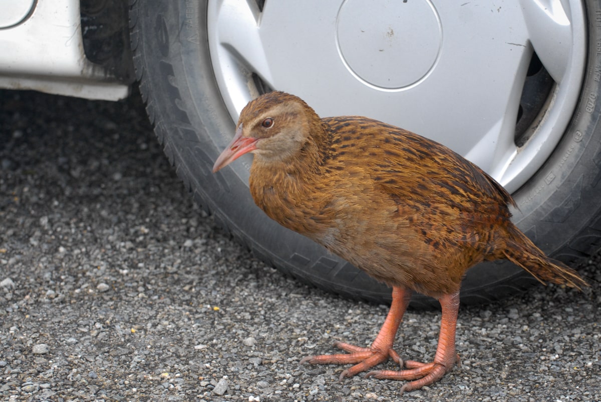 Elisse: Weka weka weka Scott: Cheeky camp weka