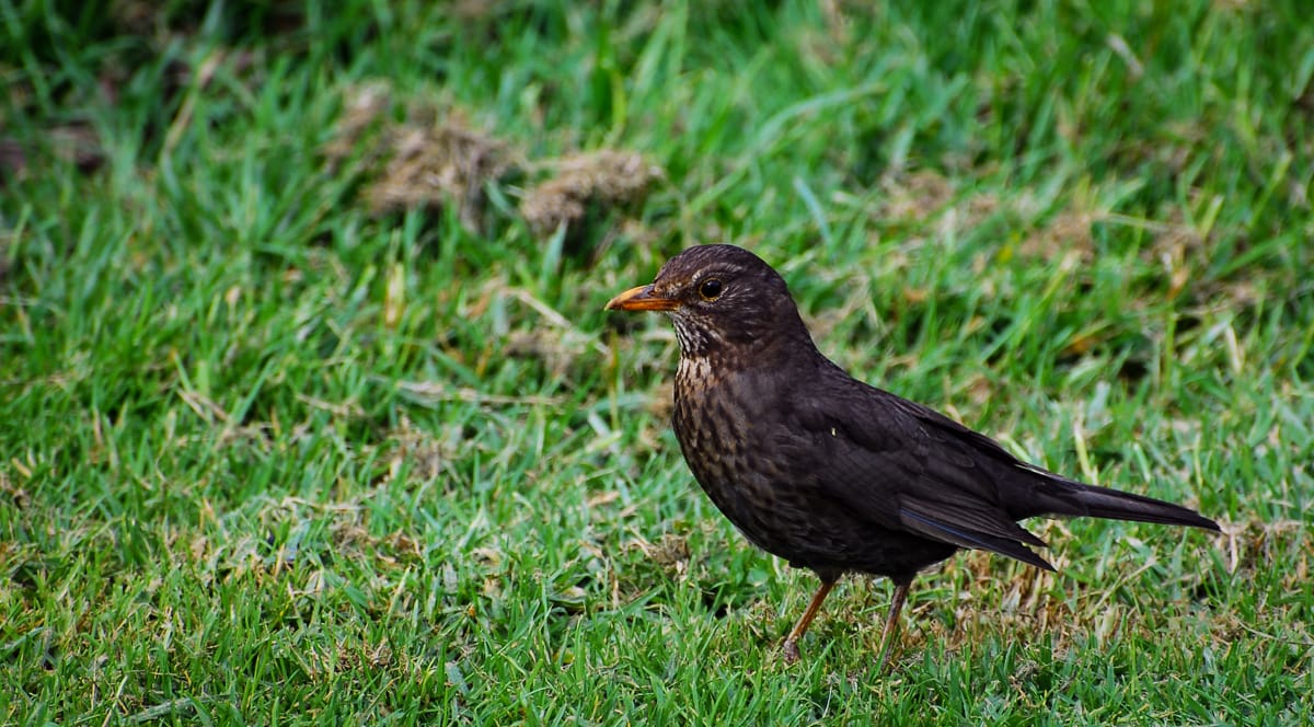 Scott: This guy looks nice. Elisse: Maybe we should start figuring out what kinds of birds these are.