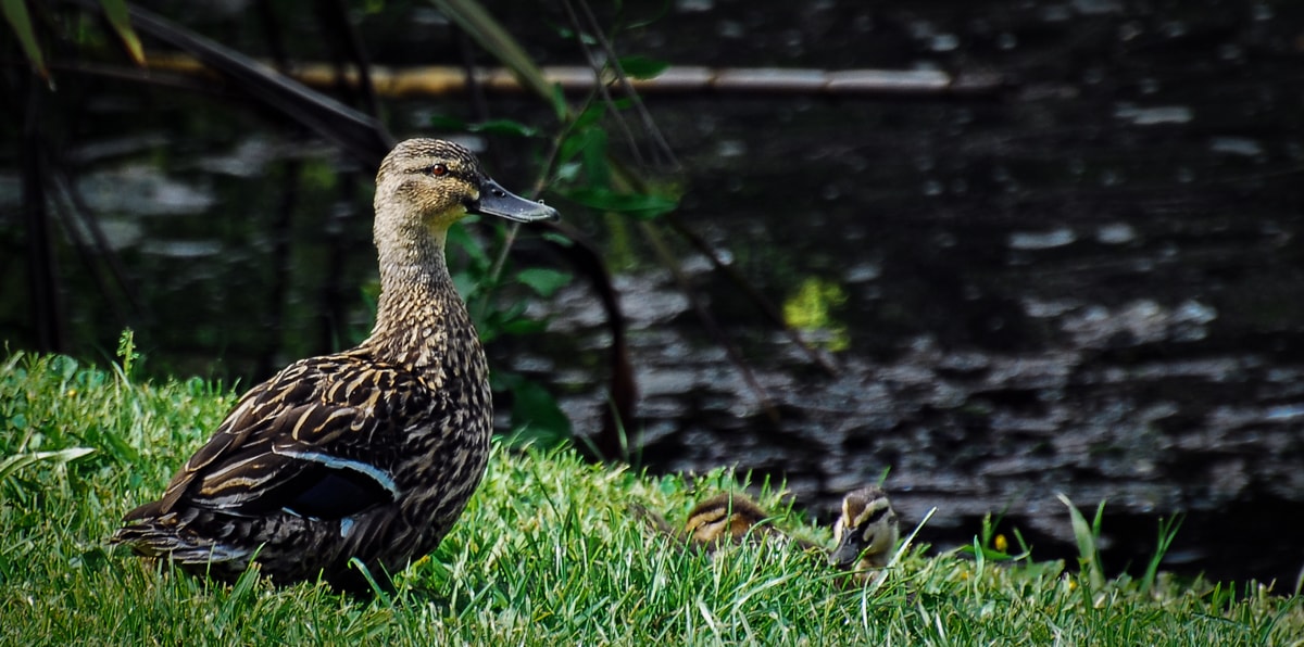 Scott: I got another NZ bird photo! Elisse: That's a mallard.