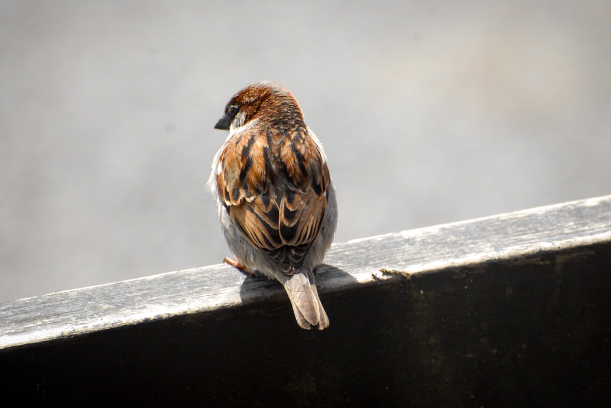 Scott: We've seen this guy before. Elisse: Still no idea what kind of bird that is.