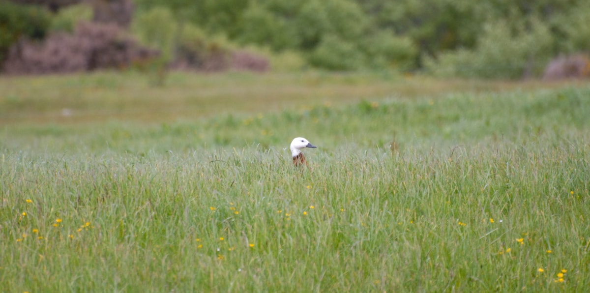 Scott: I see a paradise shelduck! Slow down so I can get a photo! Elisse: Where?