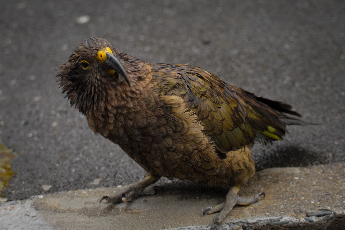 Elisse: It's a kea! We found a kea! Scott: What's he doing?