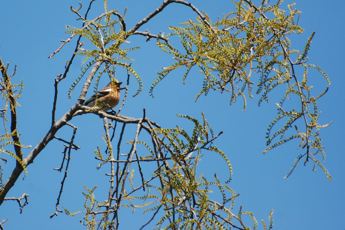 Elisse: There's one! There's a bird! Scott: Don't move, don't move, don't move.